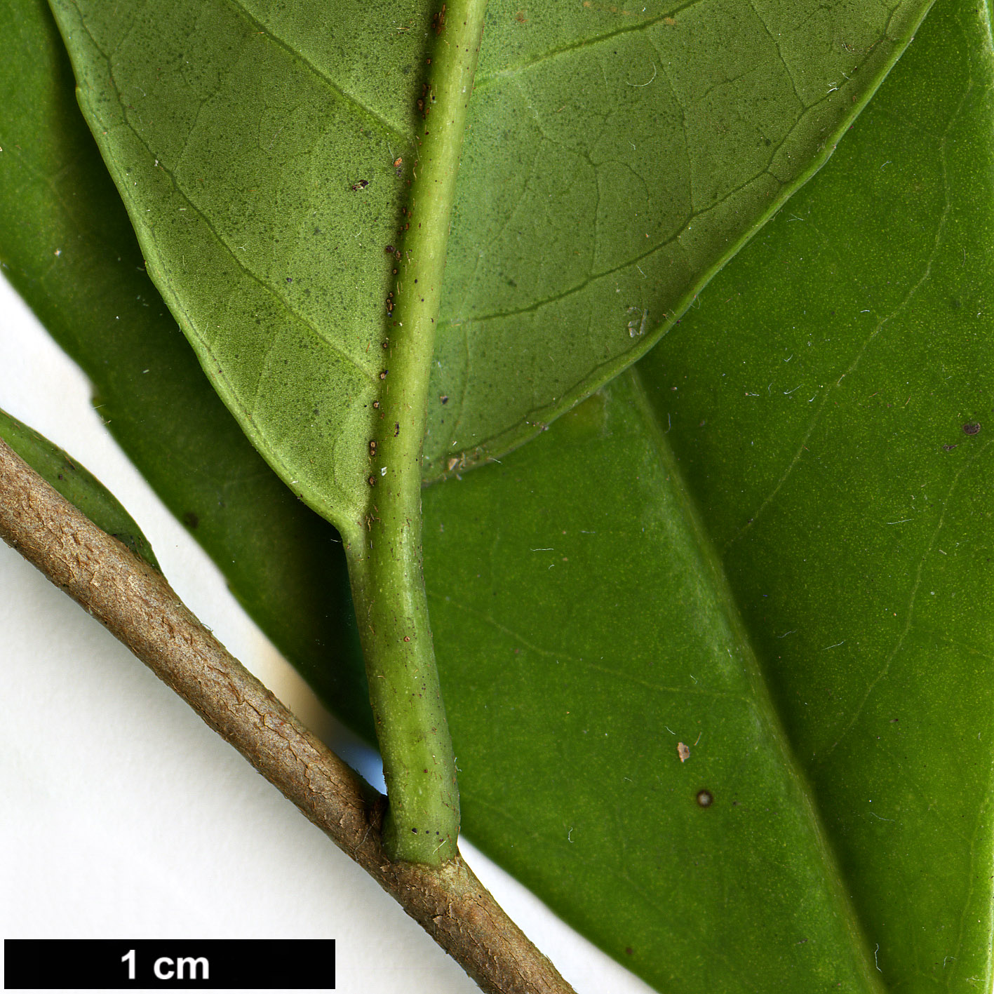 High resolution image: Family: Symplocaceae - Genus: Symplocos - Taxon: cochinchinensis - SpeciesSub: var. laurina
